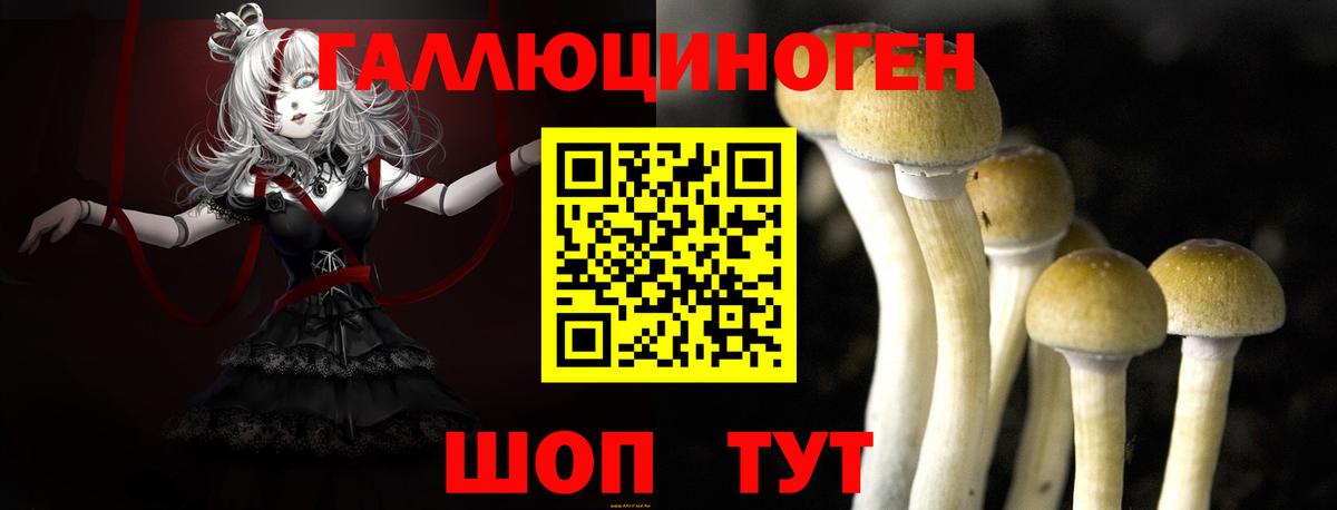 Псилоцибиновые грибы Psilocybine cubensis Карталы